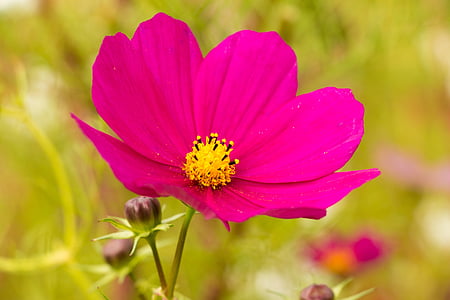 рожева квітка, космос, kosmee, Листівка широколистяних schmuckblume, космос bipinnatus, рожевий, цвітіння