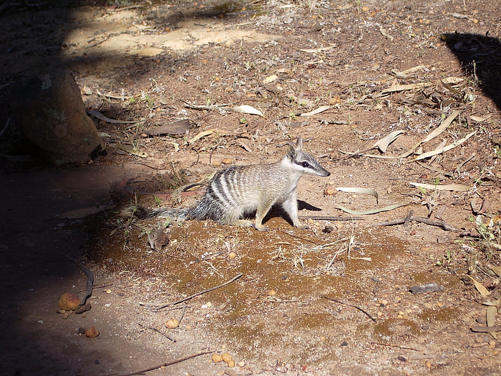 numbat, ants beutler, rodent, animal, tail, fur, furry