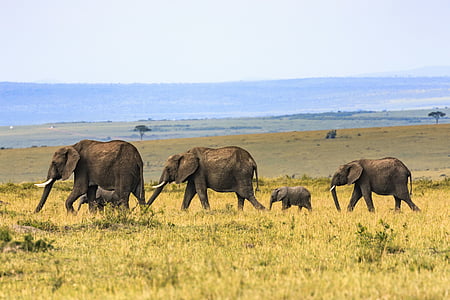 groep, grijs, olifanten, wandelen, gras, veld, op zoek