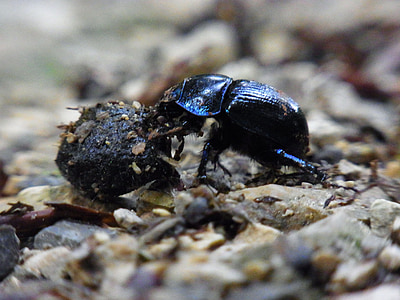 dung beetle, insect, mest, bos, natuur