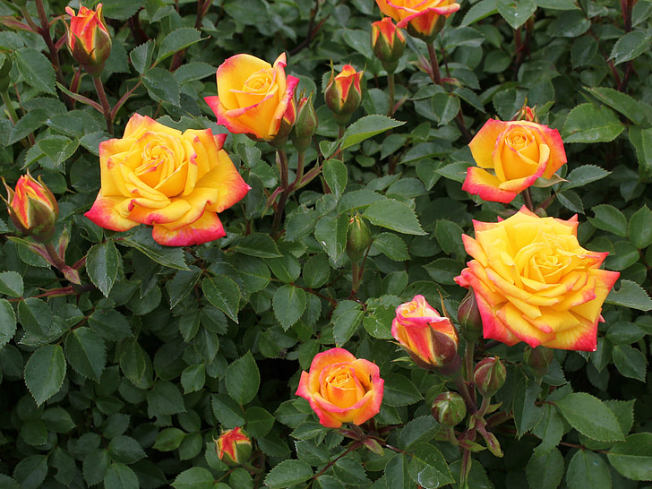 arc en ciel, roses, roses miniatures, rouge, jaune, orange, jardinage