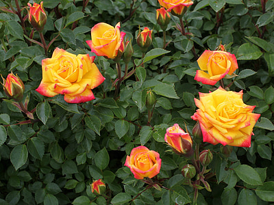 rainbow, roses, miniature roses, red, yellow, orange, gardening