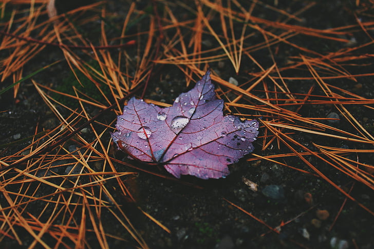 brown, gray, maple, leaf, wet, purple, raindrops