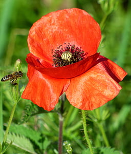 flower, poppy, nature, fields, red, country, petals