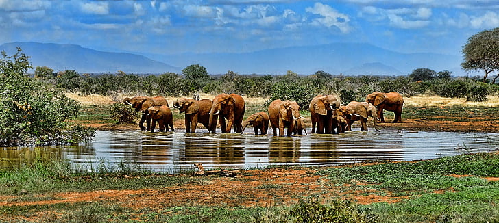 elephant, watering hole, safari, africa, south africa, nature, wildlife