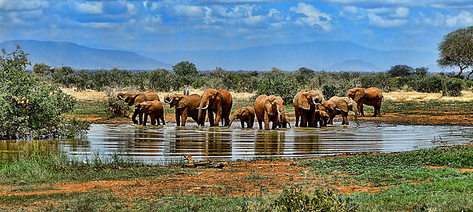 elefante, pozo de agua, Safari, África, Sudáfrica, naturaleza, flora y fauna