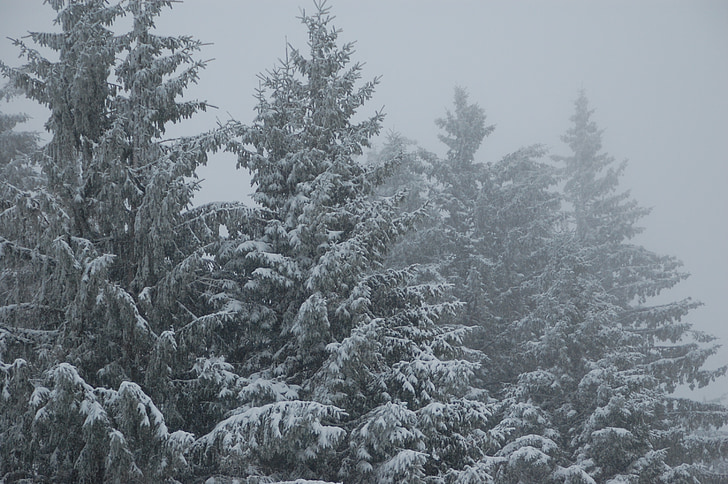 fir, snow, winter landscape