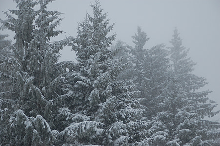 linh sam, tuyết, phong cảnh mùa đông