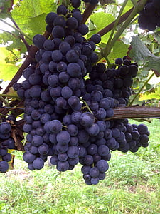 grapes, vines, red wine, kaiserstuhl, grape, vine, fruit