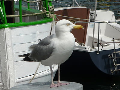 gaivotas, mar, Costa, Gaivota, pássaro, embarcação náutica, Porto