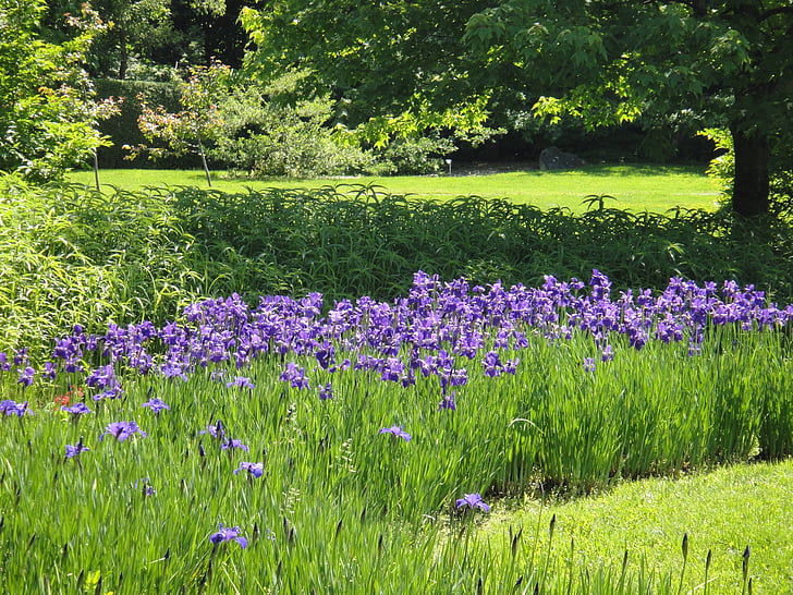 blomster, Park, landskab, natur, blomst, sommer, lilla