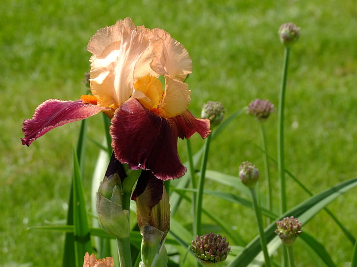 Iris, kwiat, Bloom, Natura, kwiat, Roślina ozdobna, Iridaceae