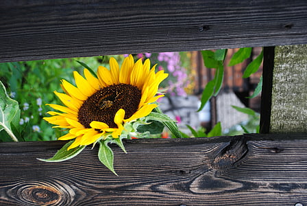 alam, bunga, bunga matahari, kuning, kayu - bahan, musim panas