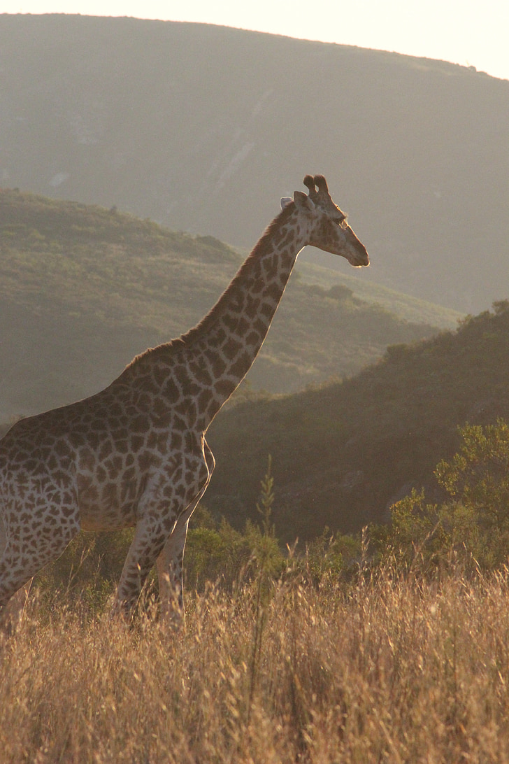 giraffe, africa, nature, wildlife, animal, savanna, grass