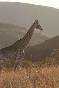 长颈鹿, 非洲, 自然, 野生动物, 动物, 稀树草原, 草