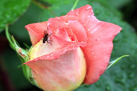 rose, bud, mucha, summer, closeup, the delicacy, rose petals