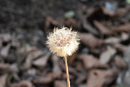 dandelion, autumn, wait, dry, seeds