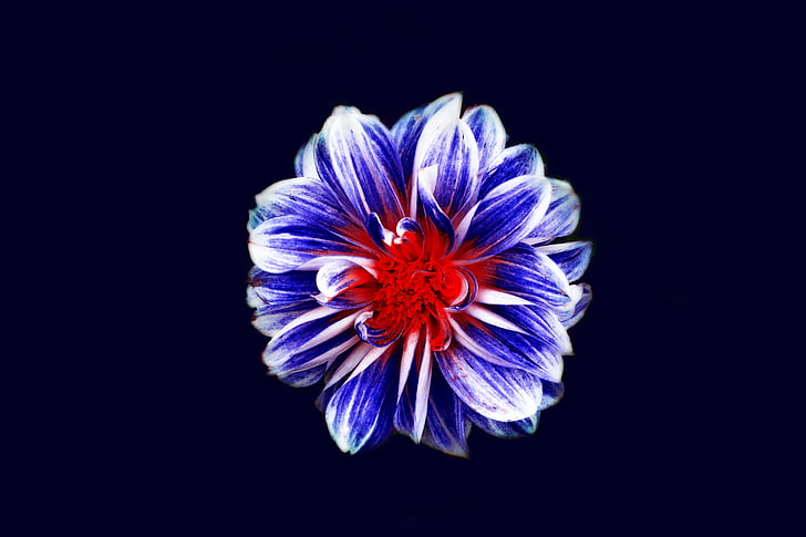 makro, fotogrāfija, zila, sarkana, ziedlapas, puķe, ziedi