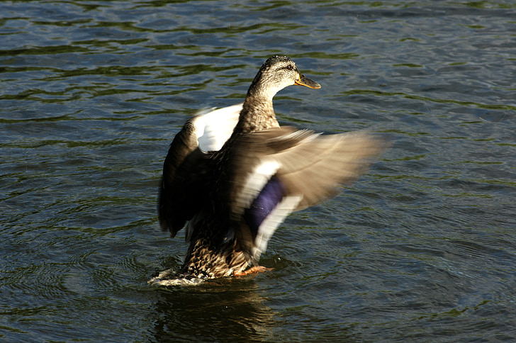 duck, wings, water