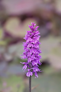 orchid, purple, flowers, plant, nature, orchid like, wild plant
