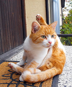 kočka, Tomcat, mír
