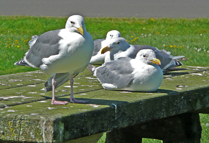 seagulls, waterbirds, birds, feathered, nature, animals, sitting