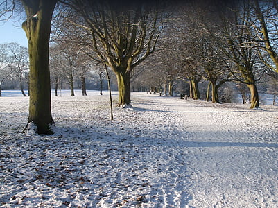 снежна, парк, дървета, пътища, зимни, сняг, дърво