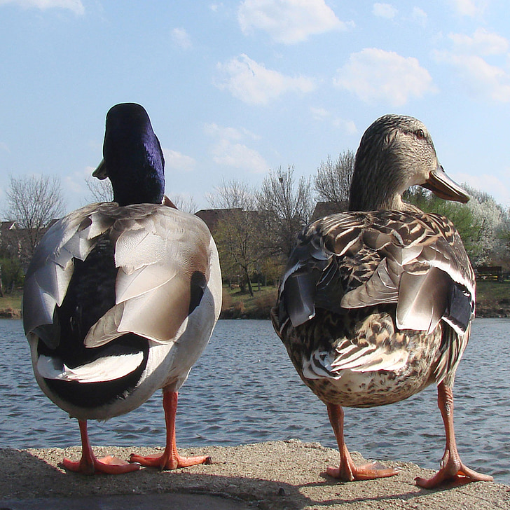 ducks, male, female, nature, spring, animal