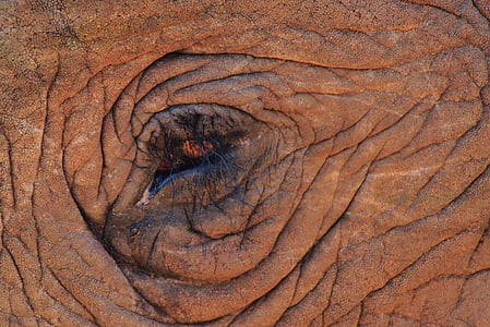 Elephant eye, Elephant, silmä, Sulje, silmäripset, Afrikka, Afrikkalainen bush elephant