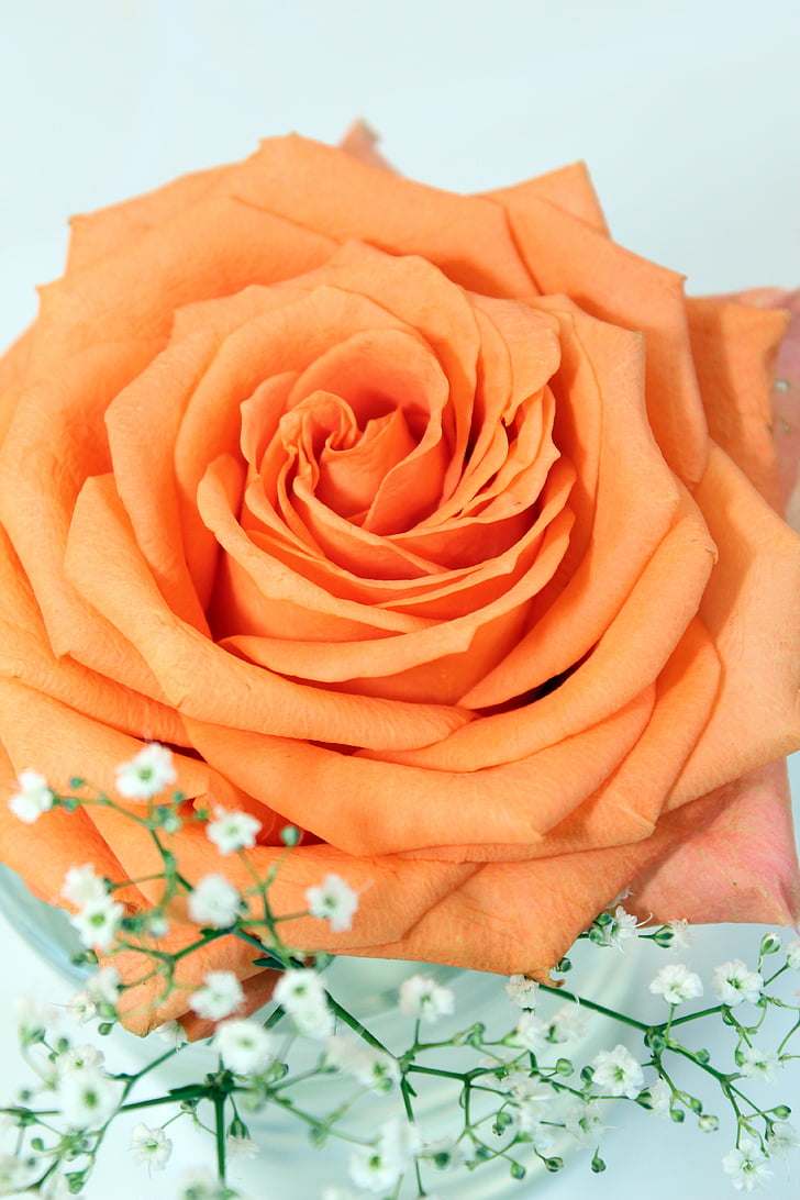 rose, orange, table decoration, floral arrangement, flowers
