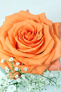 Rožė, oranžinė, stalo dekoravimas, gėlių išdėstymas, gėlės