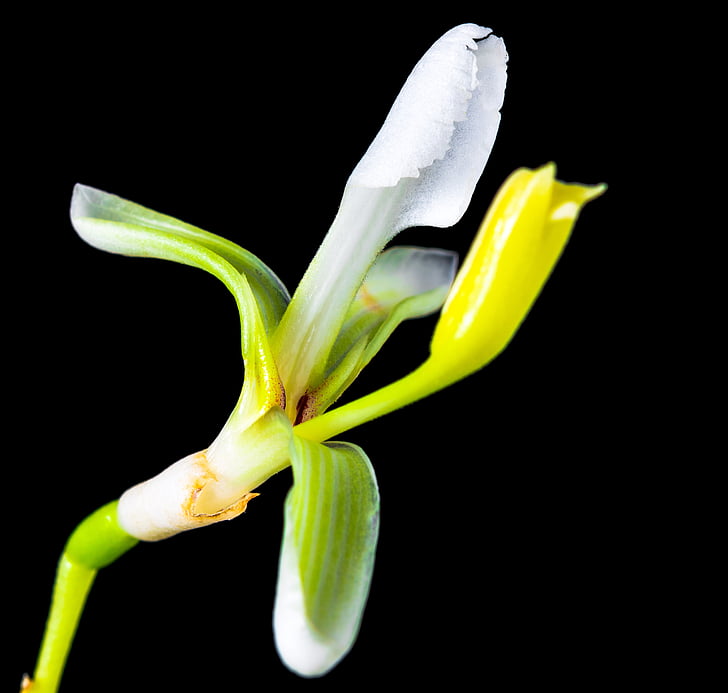 Αγριολούλουδο, μικρό λουλούδι, άνθος, άνθιση, άσπρο κίτρινο