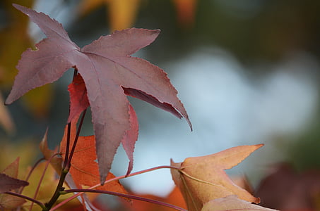 Blätter fallen, Herbstlaub, Herbstfarben, Herbstfärbung, Braun, Laub