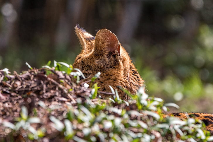 wildcat, serval, leptailurus serval, feline, medium-sized wild cat, hide, lurking