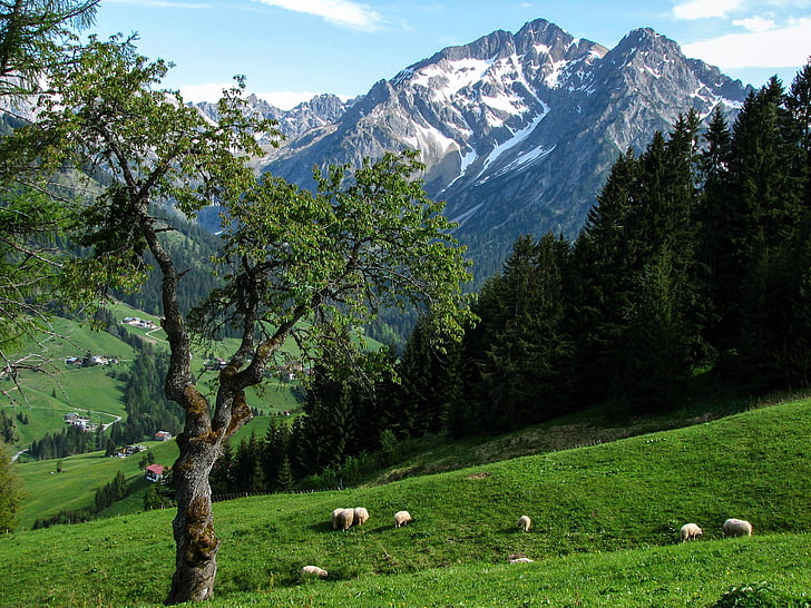 Alpine, Kleinwalsertali, Alm, kõrged mäed, lambad, mäed, tippkohtumine