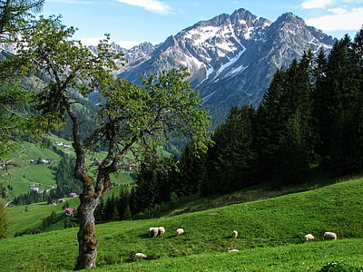 alpine, kleinwalsertal, alm, high mountains, sheep, mountains, summit