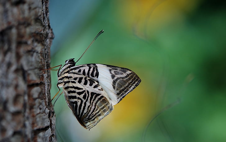 пеперуда, насекоми, крило, дива природа, бъг, светъл, малки