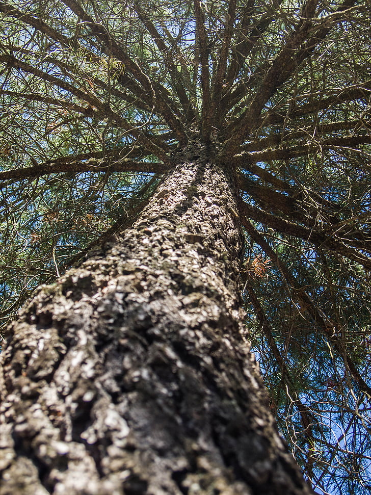 träd, hög, grenar, Pine