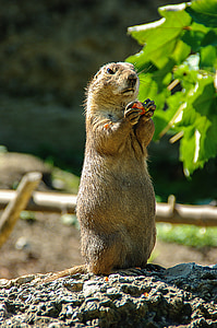 prairie dog, small, cute, rodent, keep, nager, animal