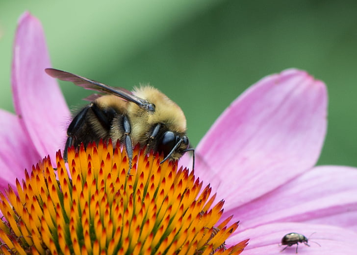 Bee, blomst, Pink