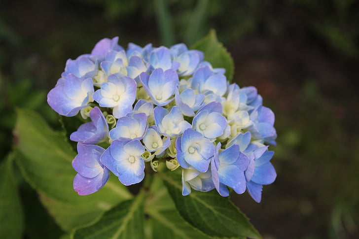 hydrangea, blossom, bloom, blue, flower, hydrangea flower, garden