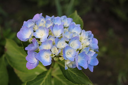Hortensia, õis, Bloom, sinine, lill, Hortensia lill, Aed