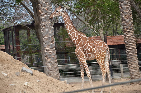 Giraph, ogród zoologiczny, drzewo