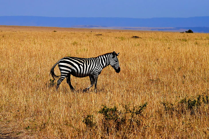 Zebra, satwa liar, Afrika, Tanzania, Savannah, hewan di alam liar, hewan satwa liar