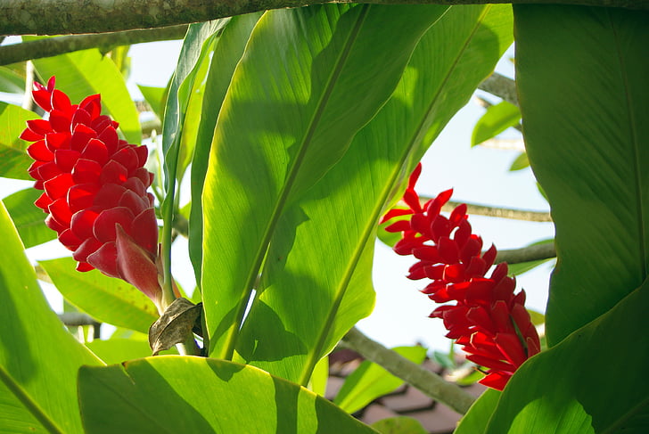 Ισημερινός, amazonie, λουλούδι, Αγριολούλουδο, εξωτικό λουλούδι, κόκκινο