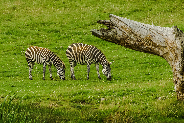 Zebra, djur, naturen