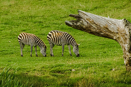 zebres, animal, natura