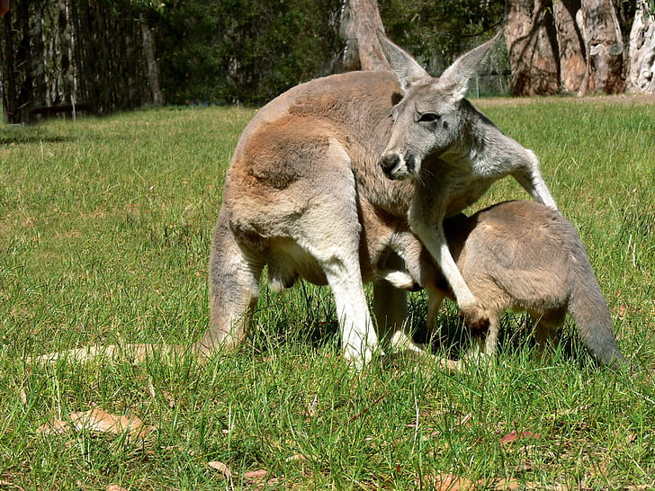 kangaroo, joey, pouch, baby, sleepy, cute, marsupial