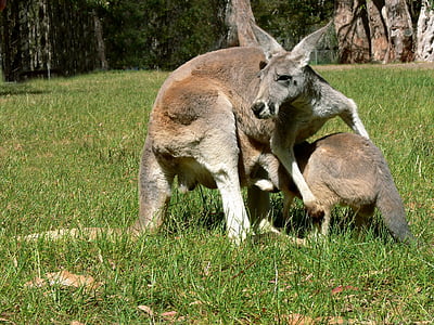 canguru, Joey, bolsa, bebê, com sono, bonito, marsupial