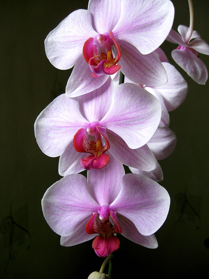 flor, orquídia, Habitació de les flors, flors orientals, floració